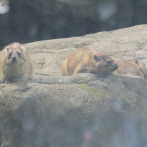 Rock Hyraxes