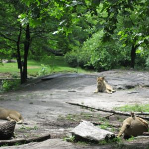 Three Young Male Lions