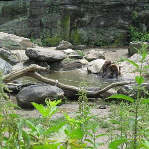 Grizzlies in the Water