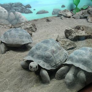 Baby Galapagos Tortoises