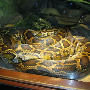 Burmese Python