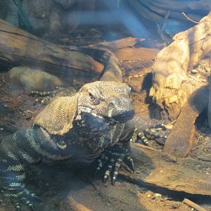Monitor Lizard