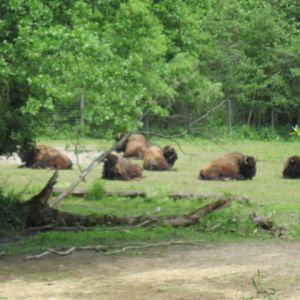 American Bison