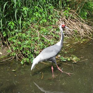 White-Naped Crane
