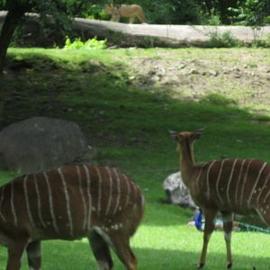 Nyala Checking out Lion