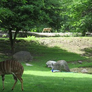 Nyala Unconcerned About Lion