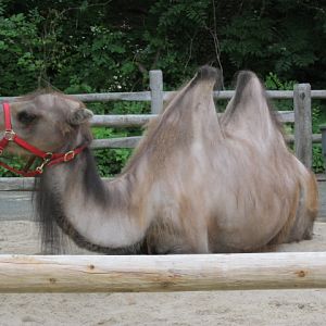 Bactrian Camel on a Break from Giving Rides