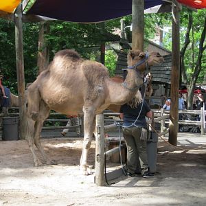 Arabian Camel on a Break from Giving Rides