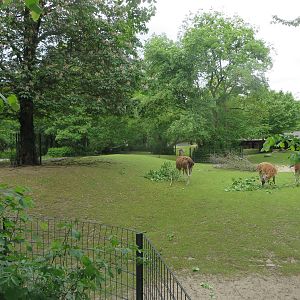 South American pampa