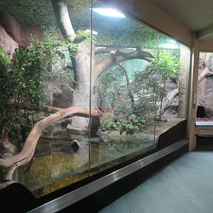 Carnivore house - Jaguarundi