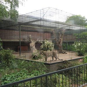 Carnivore house - Leopard outdoors