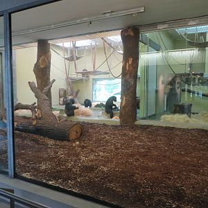 Primate house - Chimpanzee indoors