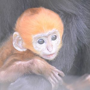 Baby Francois langur
