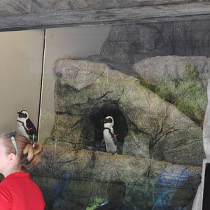 Cleveland Zoo - Penguin Shores