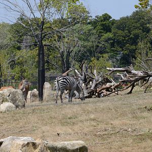 Mixed exhibit (giraffe - eland - zebra ? cheetah)