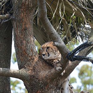 Mixed exhibit (giraffe - eland - zebra ? cheetah)