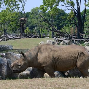 Eastern black rhinoceros