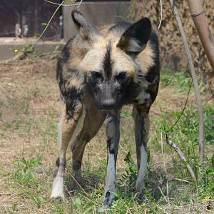 African painted dog