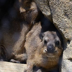 Rock hyraxes