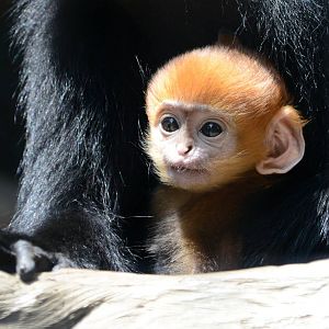 Baby Francois langur