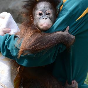 Bornean orangutan
