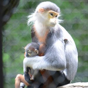 Red-shanked douc langurs