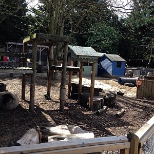 Mixed domestics, sheep, goats, guinea fowl and chickens