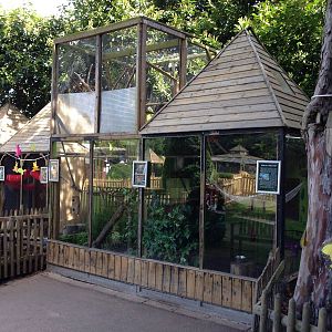 Common marmoset enclosure