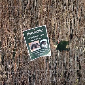 Coati enclosure (covered by willow with peep holes to stop disturbance)