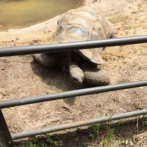 Aldabra Tortoise