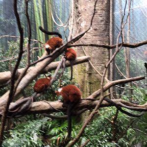 Red-Ruffed Lemurs