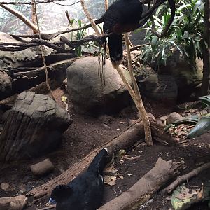 Pair of Curassows in World of Birds