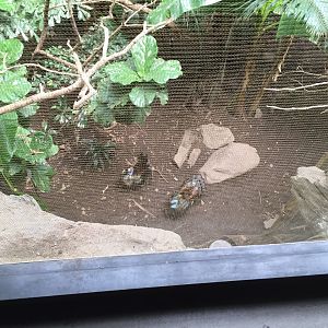 Two Male Ocellated Turkeys Displaying
