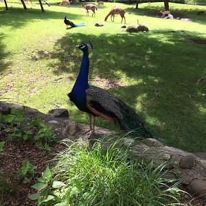 Peacock at Nyala Enclosure