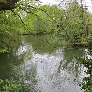 Waterfowl Pond 070515