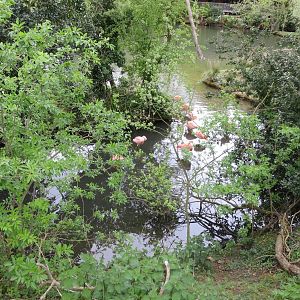 Chilean Flamingos 070515