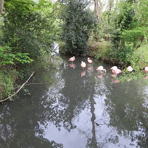 Chilean Flamingos 070515