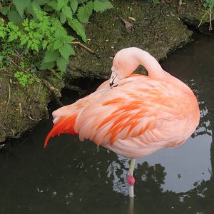 Chilean Flamingo 070515