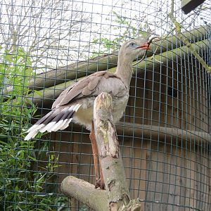 Red-legged Seriema 070515