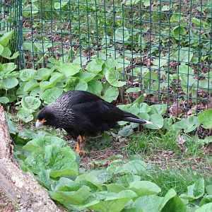 Striated Caracara 070515