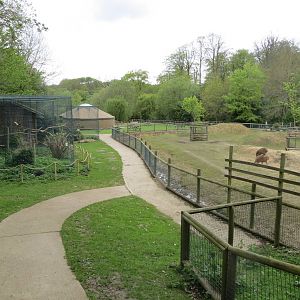 Capybara and Brazilian Tapir Enclosure 070515