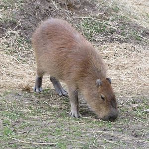 Capybara 070515