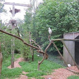 Little Egret Aviary 070515