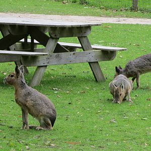 Free-roaming Maras 070515