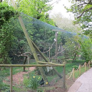 Little Egret Aviary 070515