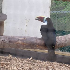 Red-billed Toucan 070515