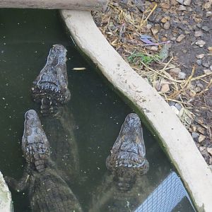 Spectacled Caimans 070515