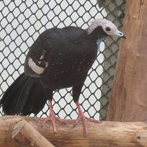 Blue-throated Piping Guan 070515