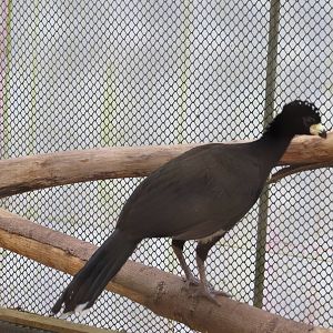 Bare-faced Curassow 070515