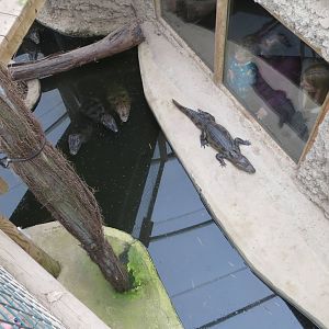 Spectacled Caiman 070515